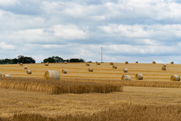 Fototapeta premium Des rounds de paille parsèment le champ moissonné, formant un tableau rustique et harmonieux dans le paysage rural, symboles du travail saisonnier et de l'abondance agricole.