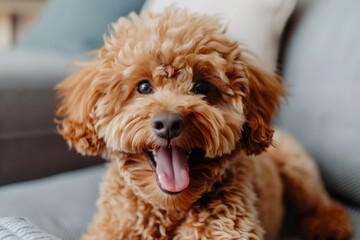 An exuberant apricot poodle smiling on a sofa, its curly fur and joyful demeanor lighting up the room.
