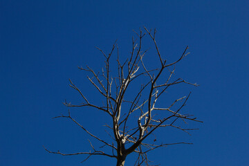 Tree with dry branches in nature