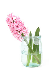 Flower hyacinth isolated on white background. Single pink spring flower hyacinthus.