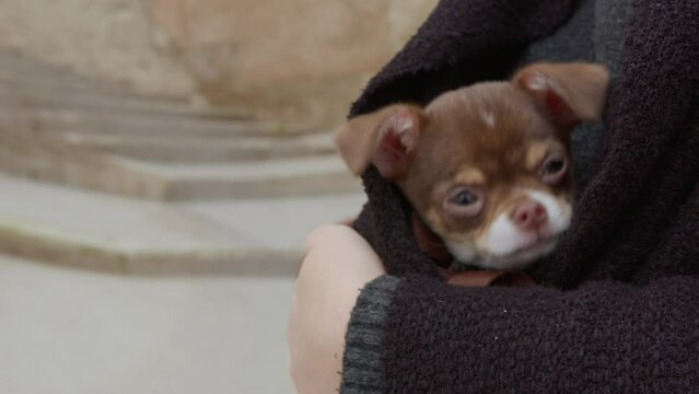 A brown chihuahua puppy hidden in the folds of a dark hoodie