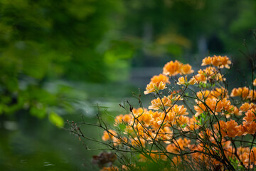 Pomarańczowe kwiaty azalii, wiosenny park, ujęcie z przodu - obrazy, fototapety, plakaty