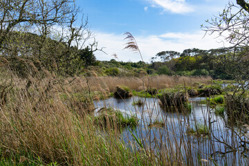 Les hautes herbes sèches et les touffes d'herbes flottant sur l'étang de Trunvel peignent un...