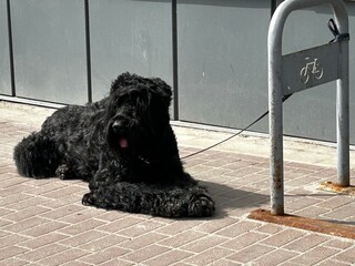 A huge shaggy dog of the Russian black Terrier breed is waiting on a leash to a bicycle parking lot...