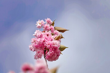 Cluster of beautiful pink cherry blossom against blue sky