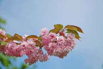 Luscious pink cherry blossom on a branch