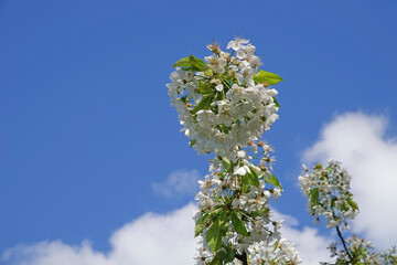 White apple blossom against a blue sky with white clouds