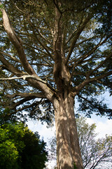 Naklejka premium Arbres dans la nature en Bretagne