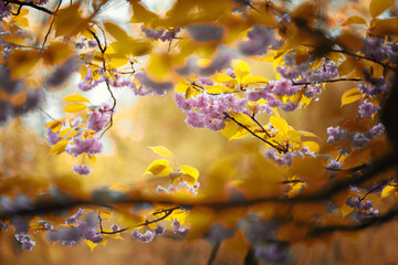 Sezon wiosenny w parku, kwitnące drzewa, krzewy i kwiaty  