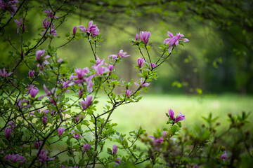 Poranek i wiosenny park, kwiaty kwitnących magnolii, rozmyte tło - obrazy, fototapety, plakaty