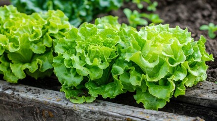 Vibrant greenhouse scene  lush lettuce thriving abundantly in a fresh, green environment - obrazy, fototapety, plakaty