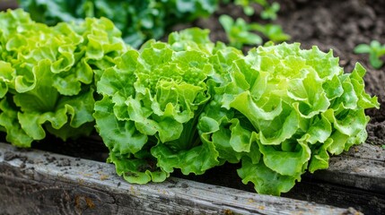 Vibrant greenhouse scene lush lettuce thriving abundantly in a fresh, green environment