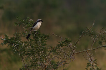 Mackinnons Shrike (Lanius Mackinnoni)