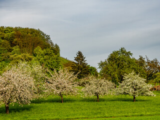 Blühende Streuobstwiese im Frühjahr