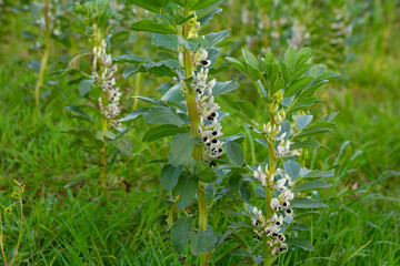 Féveroles en fleurs dans un champ
