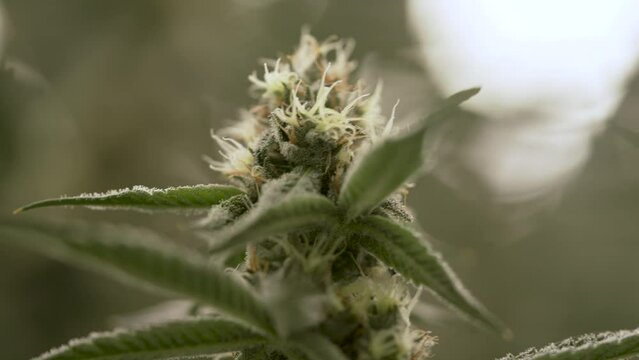 Marijuana Cannabis Flower