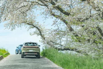 Deurstickers 車・桜 © naka