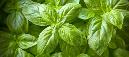 Lush basil plants flourishing in a greenhouse, vibrant leaves perfect for picking