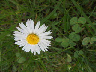Very beautiful daisy flower close up