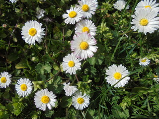 Obraz premium Very beautiful chamomile flowers close up