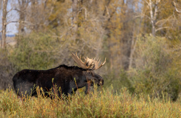 Bull Moose during the Rut in Autumn in Wyoming