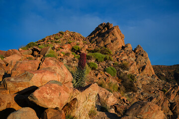 Landscape with Lava, Volcano El Teide, Tenerife, Canary Island, Spain