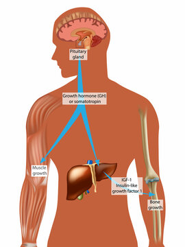 Endocrine control of growth. Growth hormone (GH) or somatotropin. IGF-1Insulin-like growth factor 1. Muscle growth and Bone growth