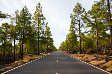 Fototapeta premium Remote beautiful road in the Teide national park Tenerife, Spain trough pine tree forrests.