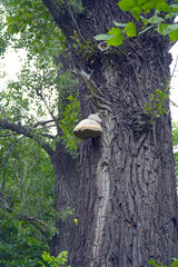 A large tinder mushroom grows on the trunk of a tree