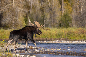 Bull Moose during the Rut in Autumn in Wyoming