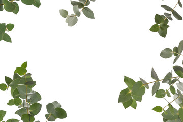 Eucalyptus sprig isolated on a white background.