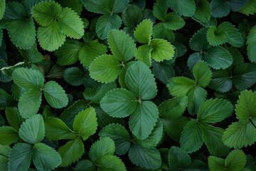 Strawberry leaves background. Fresh green garden strawberry plant leaves from above position. Green...