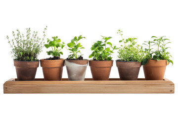 Fototapeta premium Herb Garden Selection in Terracotta Pots on Wooden Shelf Isolated
