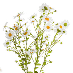 Small bouquet of wildflowers daisies chamomile isolated on white background