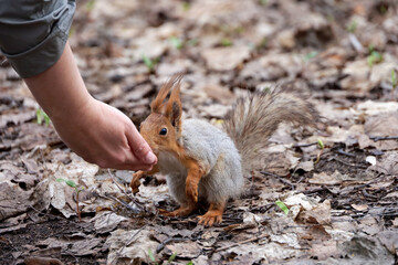 Red squirrel takes a nut out of a human hand. Feeding wild animals in a spring park