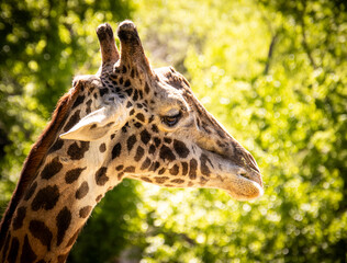 Fototapeta premium portrait of a giraffe
