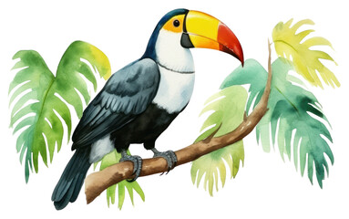 Fototapeta premium PNG Watercolor illustration of tucan toucan animal bird