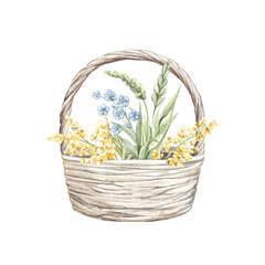 Fototapeta na wymiar Cute vintage rustic wicker basket with bouquet with various green twigs mimosa yellow and blue flowers set composition isolated on white background. Watercolor hand drawn illustration sketch
