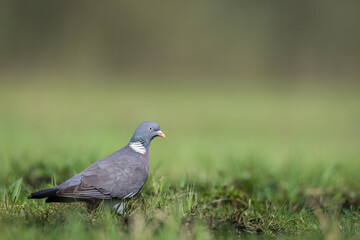 Bird Wood pigeon Columba palumbus, spring time close up, Poland Europe