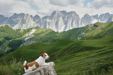 Dog resting on a mountain hike. A Jack Russell Terrier takes a break on a stone wall with a lush mountainous landscape in the background - 785524243