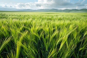 Lush Green Wheat Field Under a Bright Blue Sky with White Clouds