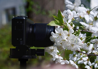 Kirschblüten weiß, Garten, Kamera mit Blüten