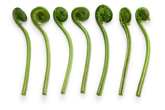 fiddlehead (Ostrich fern), Japanese delicious wild vegetables