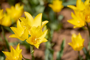 Clouse ap with different types of beautiful tulips in different colors with bokeh.