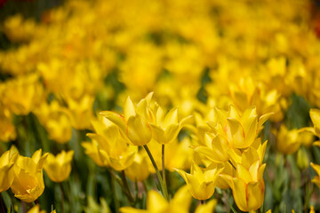 Obraz premium Clouse ap with different types of beautiful tulips in different colors with bokeh.