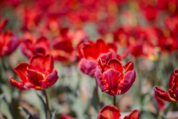 Naklejka premium Clouse ap with different types of beautiful tulips in different colors with bokeh.