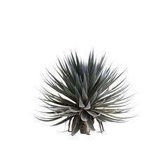 3d illustration of Agave angustifolia tree isolated on transparent background