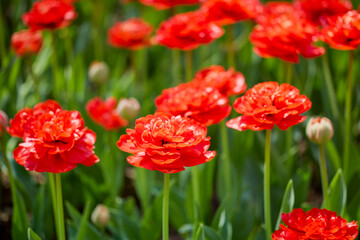 Fototapeta premium Clouse ap with different types of beautiful tulips in different colors with bokeh.