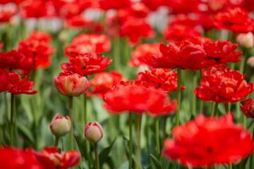 Clouse ap with different types of beautiful tulips in different colors with bokeh.
