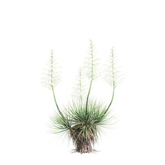 3d illustration of Yucca thompsoniana tree isolated on transparent background